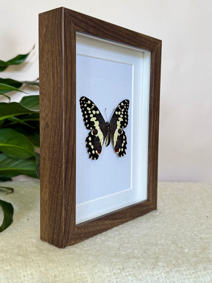Citrus Swallowtail