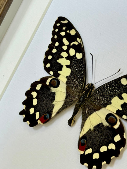 Citrus Swallowtail