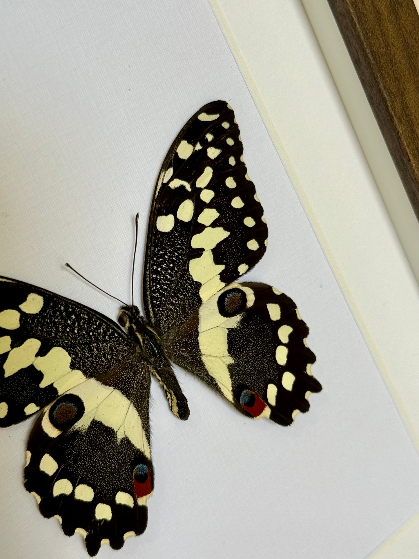 Citrus Swallowtail