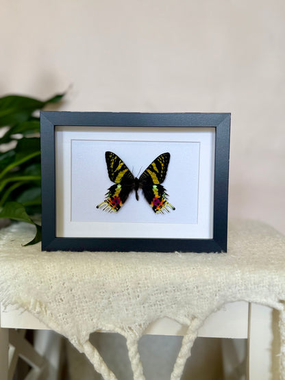 Madagascan Sunset Moth