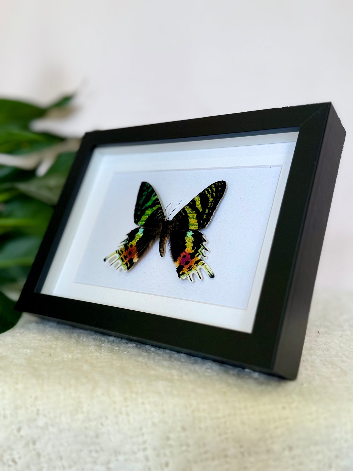Madagascan Sunset Moth