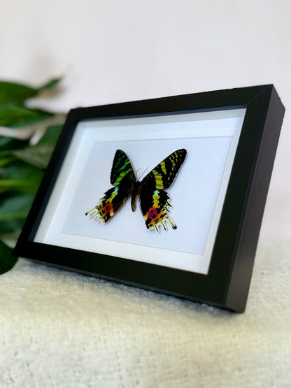 Madagascan Sunset Moth