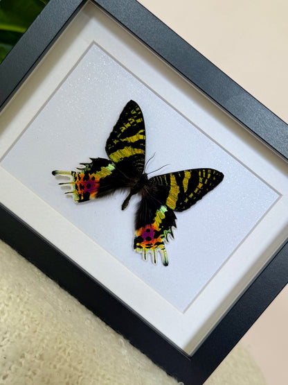 Madagascan Sunset Moth