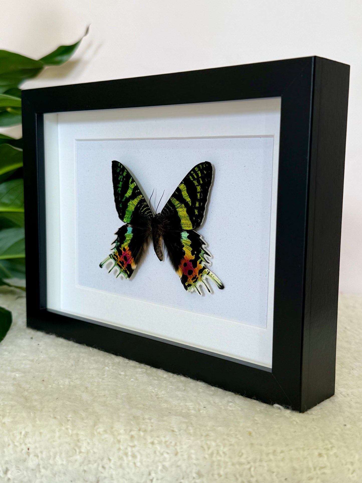 Madagascan Sunset Moth