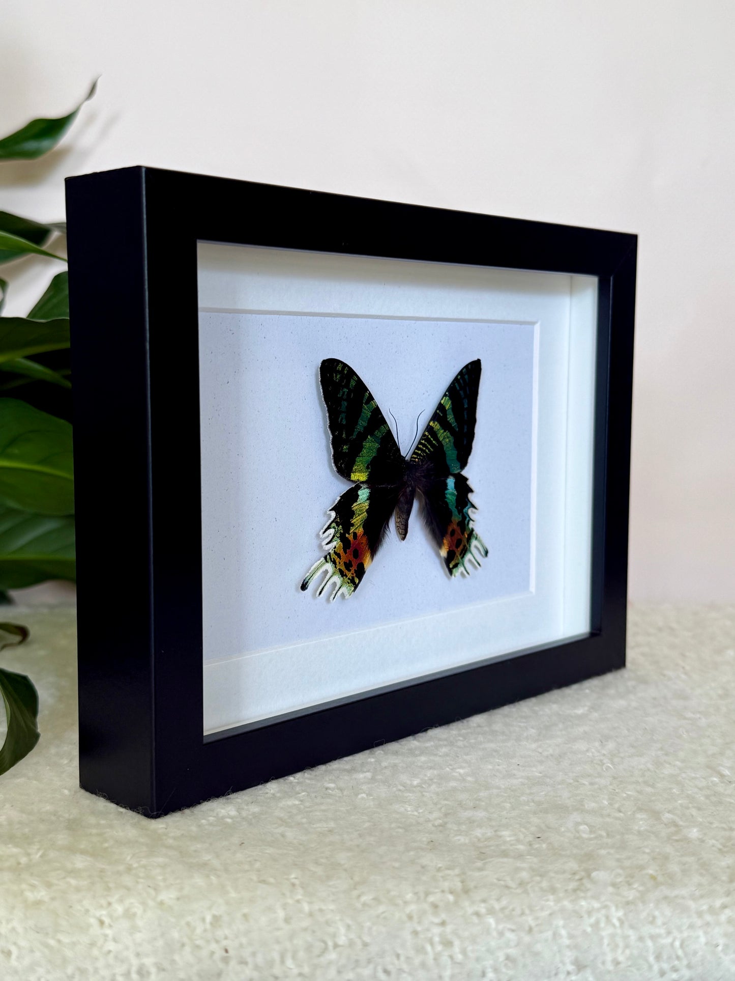 Madagascan Sunset Moth