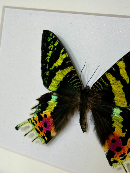 Madagascan Sunset Moth