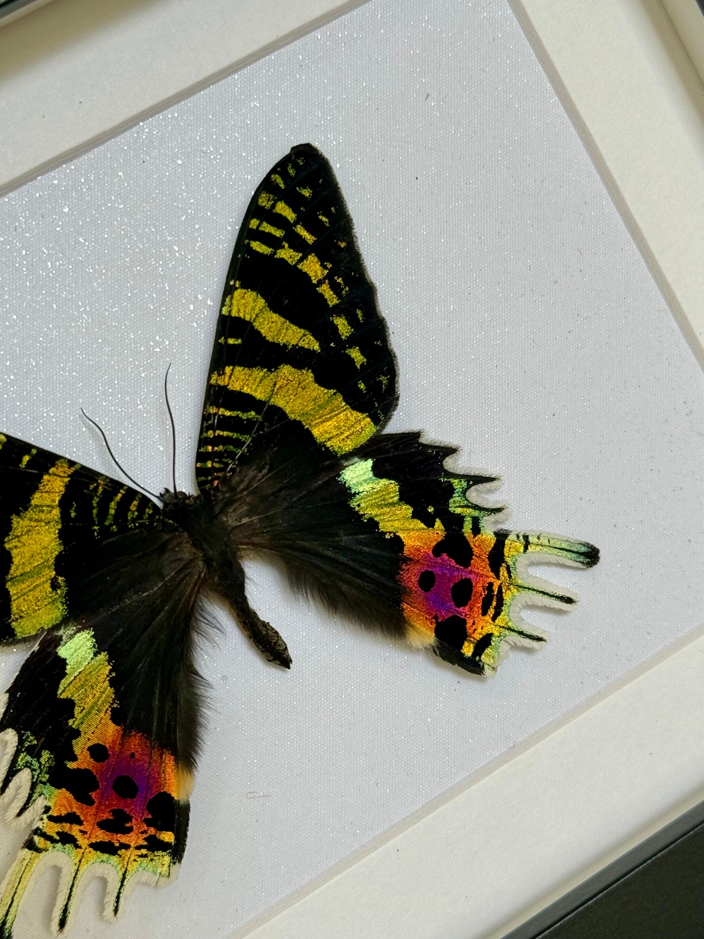 Madagascan Sunset Moth