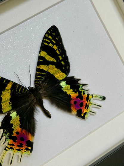 Madagascan Sunset Moth