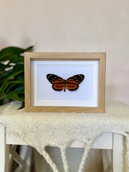 Tiger Mimic Queen Butterfly