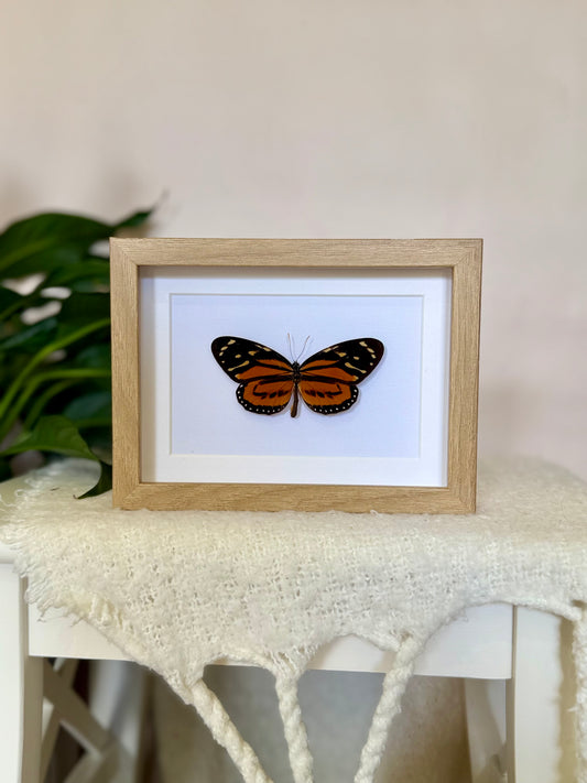 Tiger Mimic Queen Butterfly