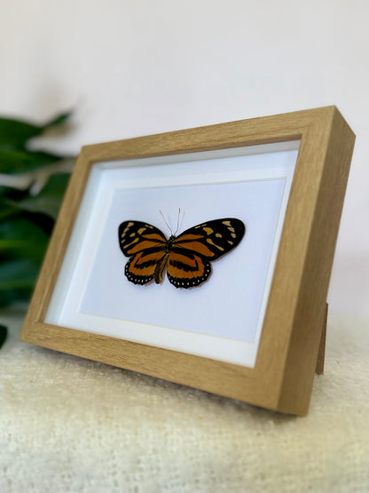 Tiger Mimic Queen Butterfly