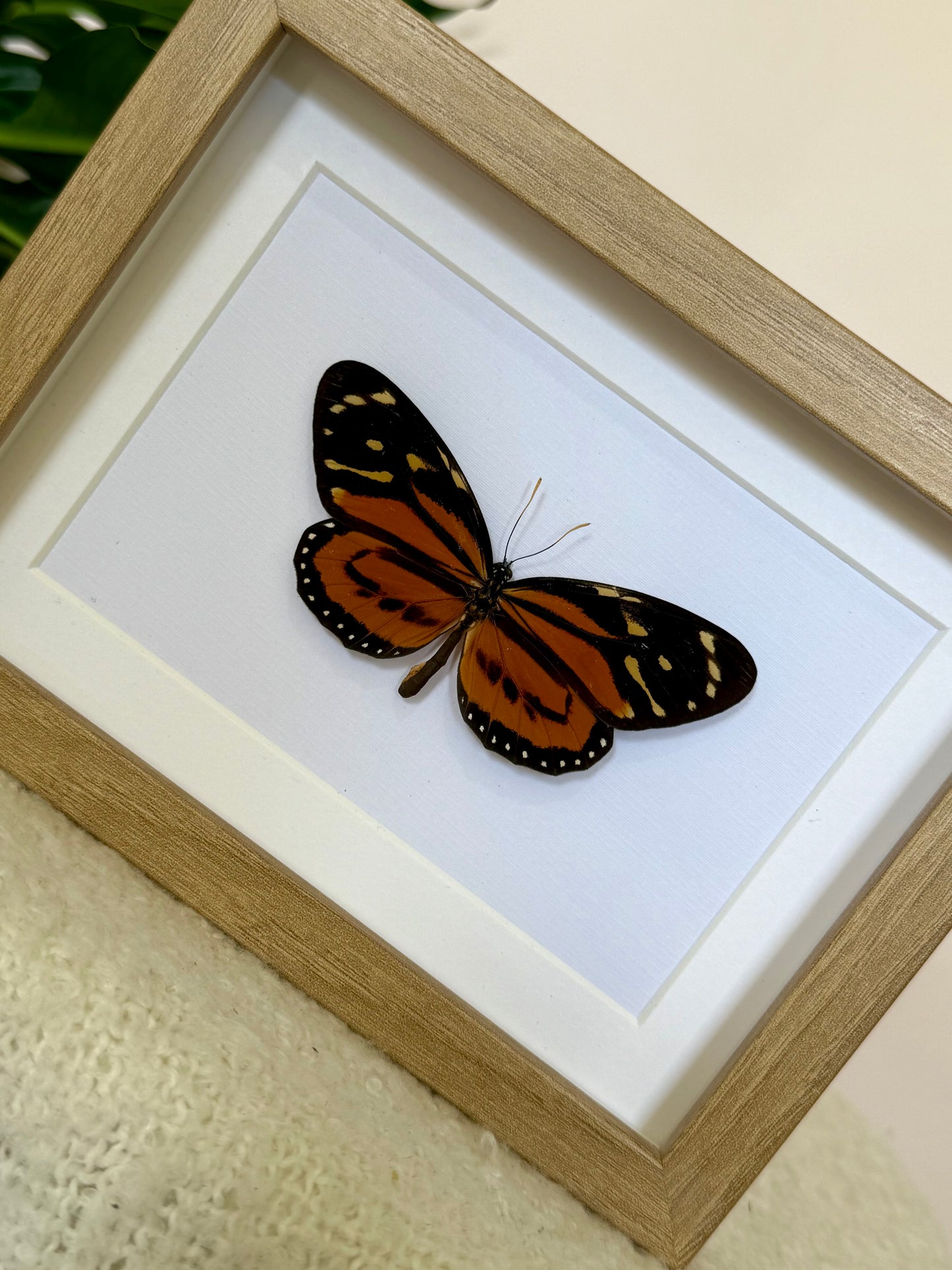 Tiger Mimic Queen Butterfly