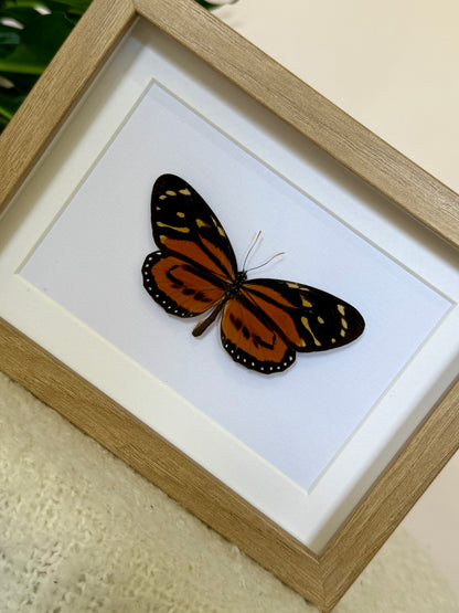 Tiger Mimic Queen Butterfly