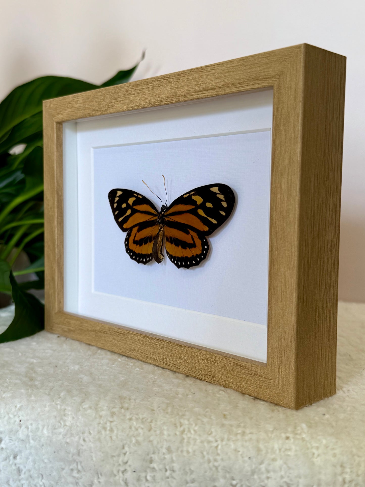Tiger Mimic Queen Butterfly