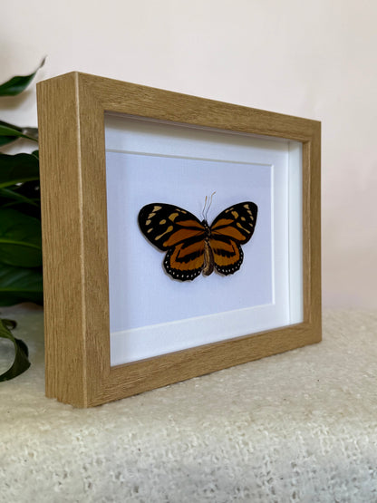 Tiger Mimic Queen Butterfly