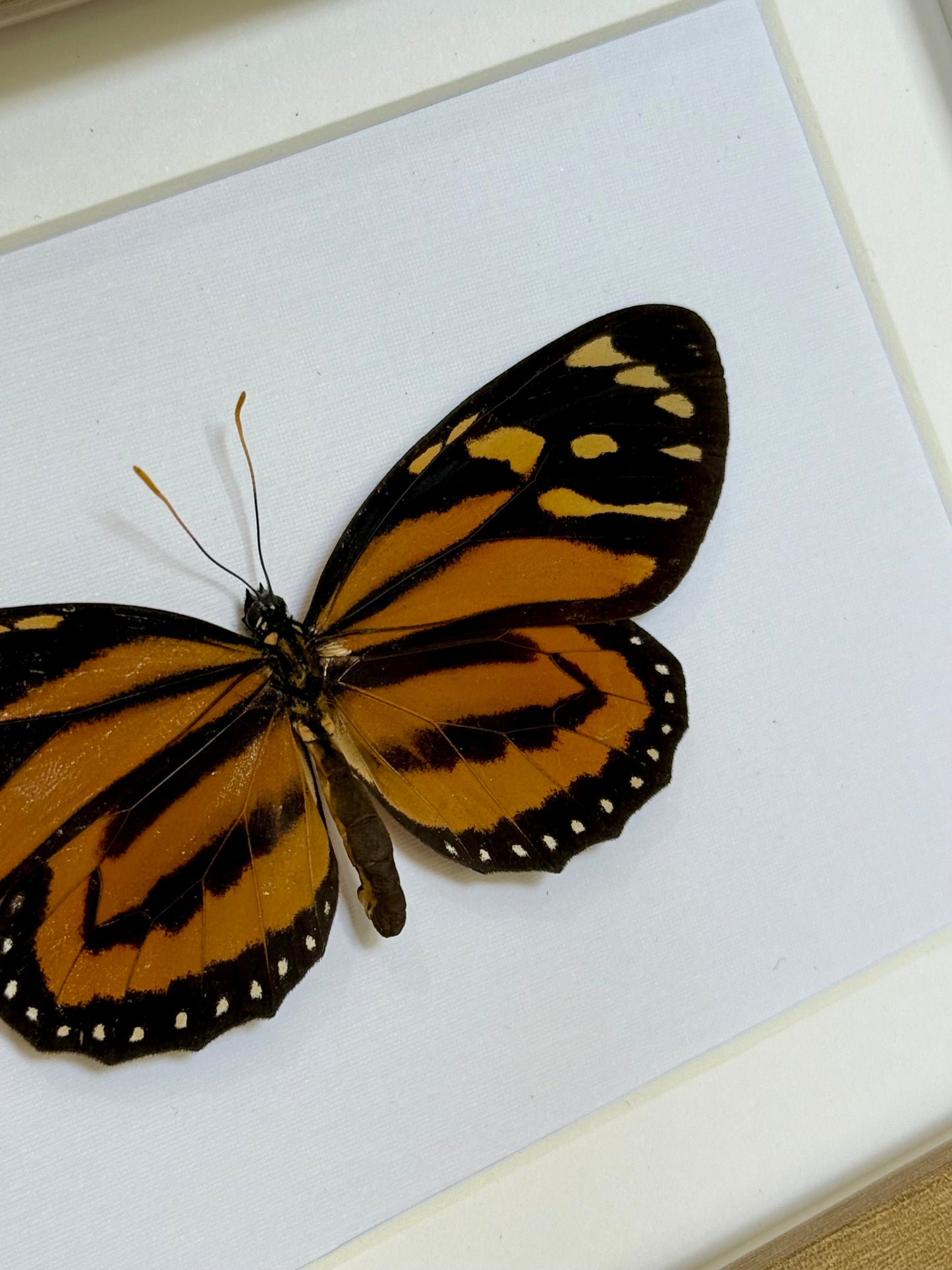 Tiger Mimic Queen Butterfly