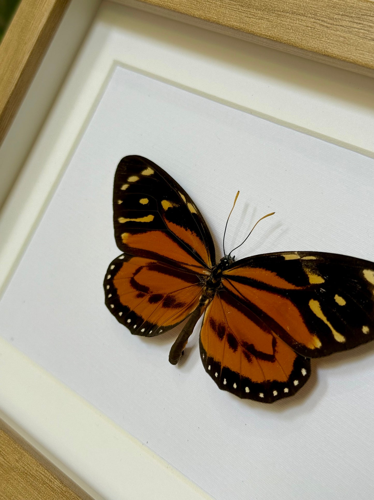 Tiger Mimic Queen Butterfly