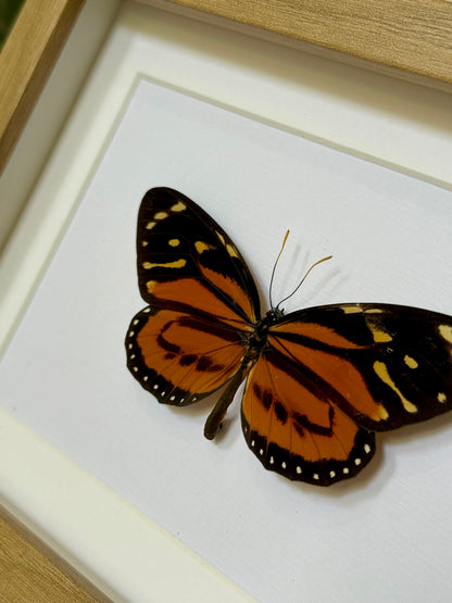 Tiger Mimic Queen Butterfly
