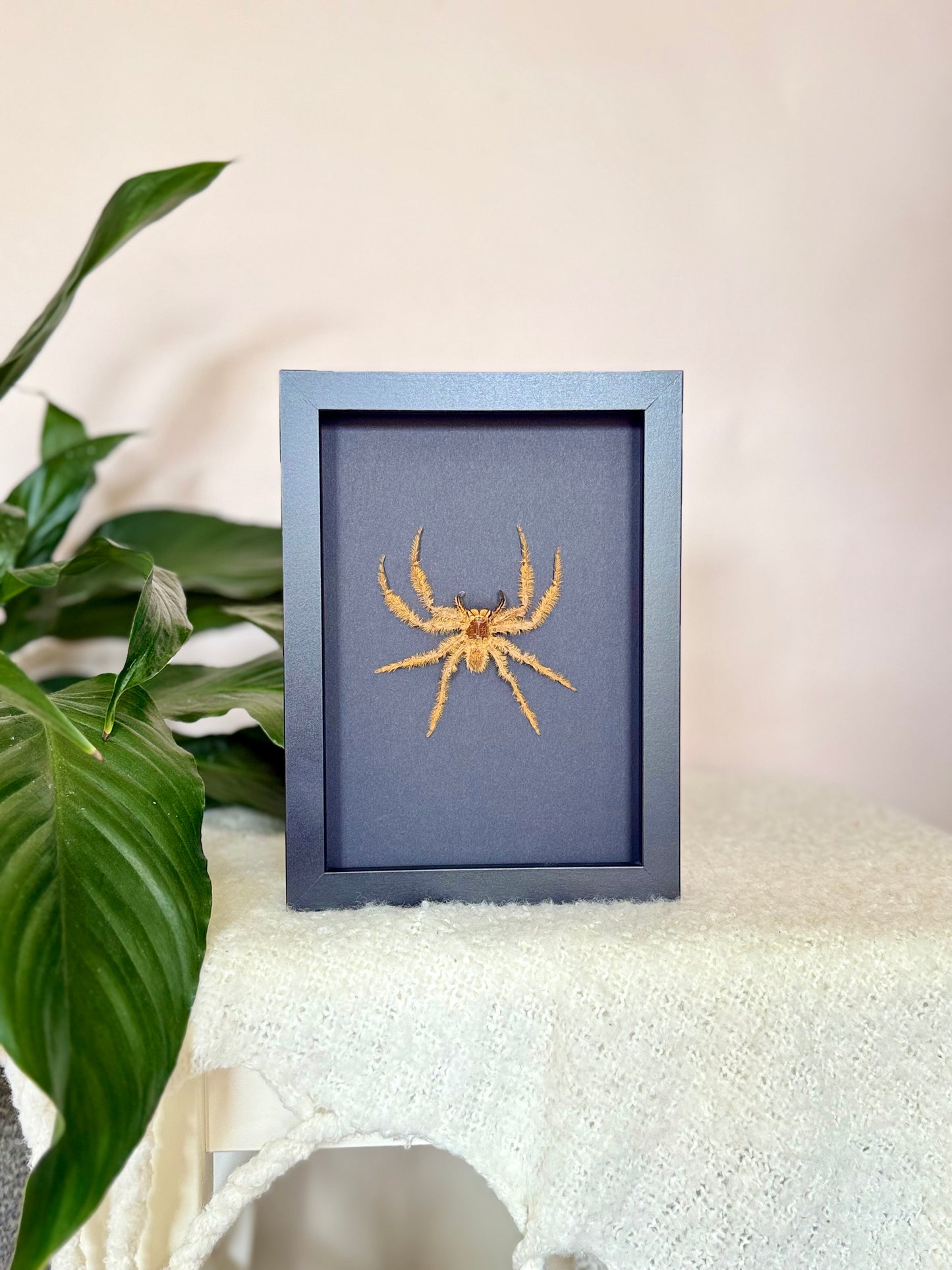 David Bowie Huntsman Spider