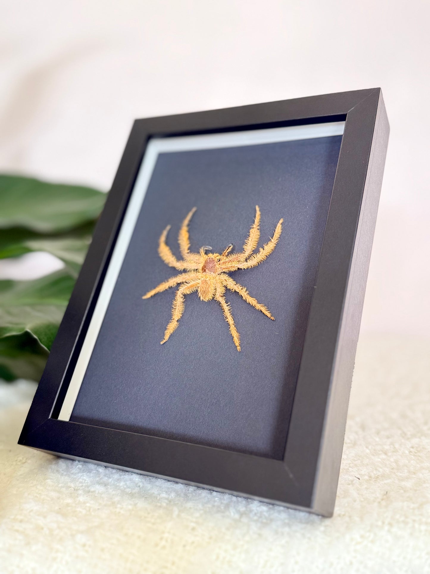 David Bowie Huntsman Spider