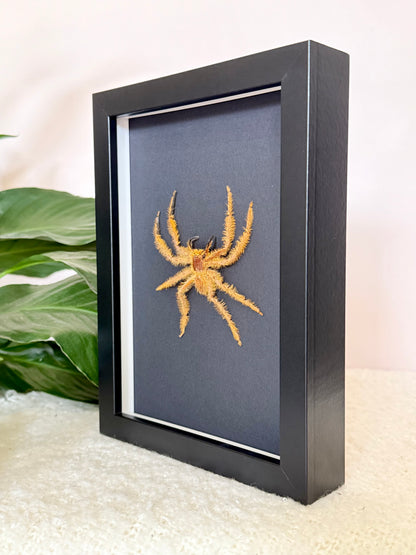 David Bowie Huntsman Spider
