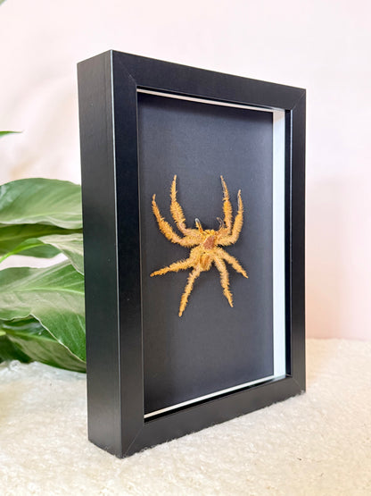 David Bowie Huntsman Spider