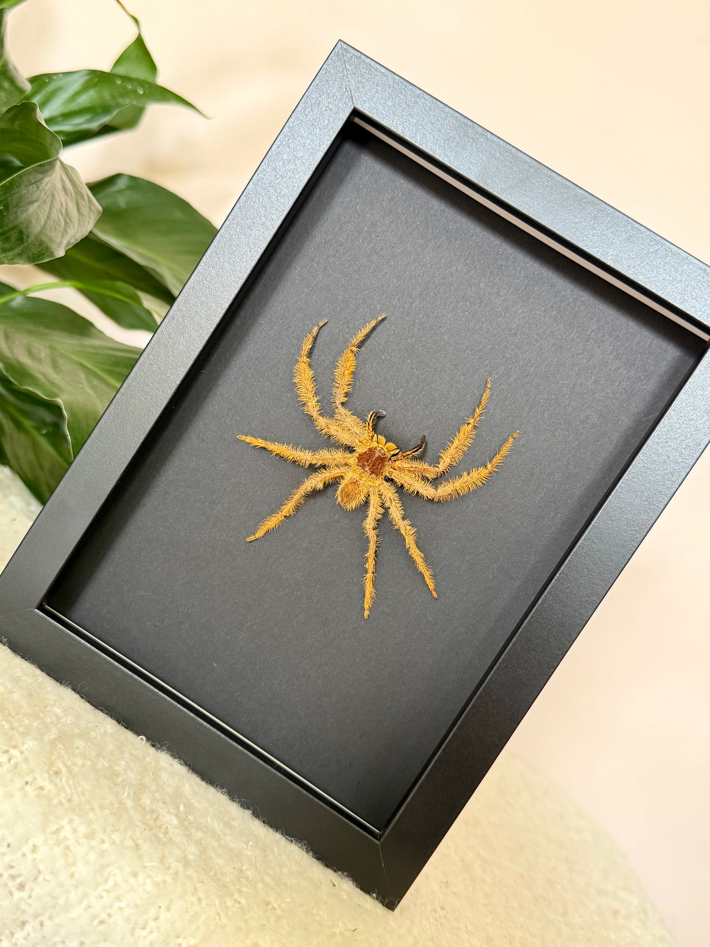 David Bowie Huntsman Spider