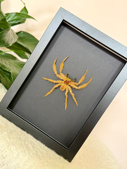 David Bowie Huntsman Spider