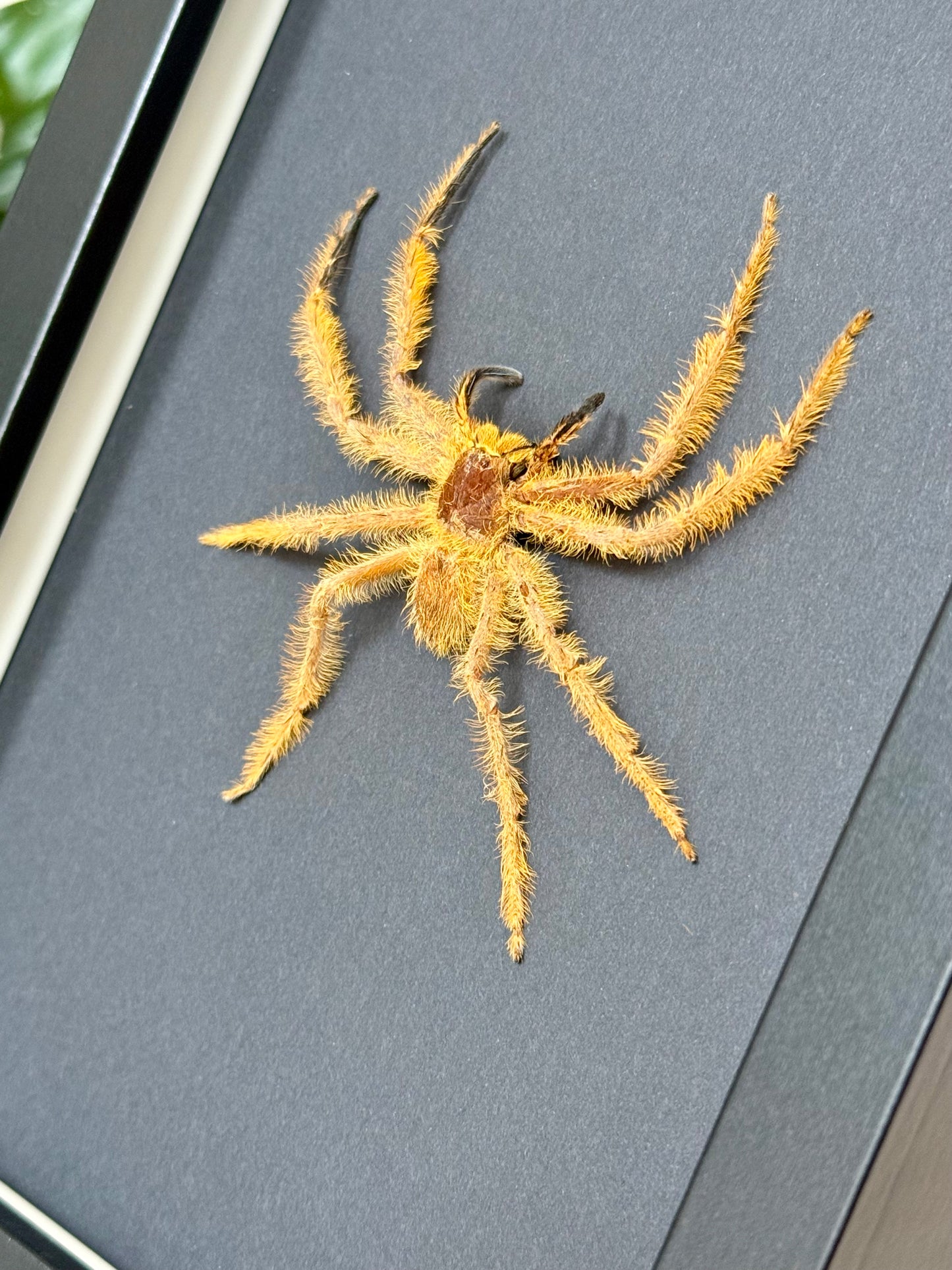 David Bowie Huntsman Spider