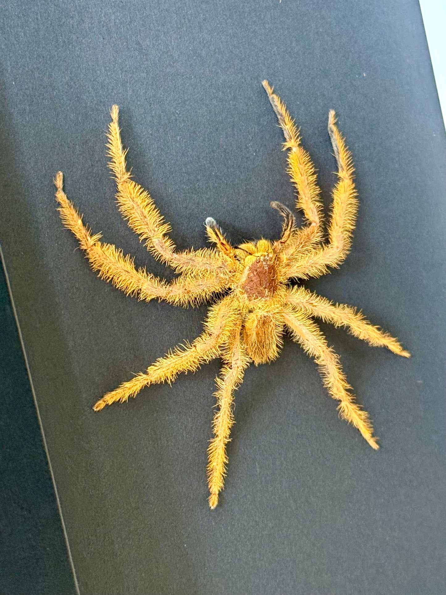 David Bowie Huntsman Spider