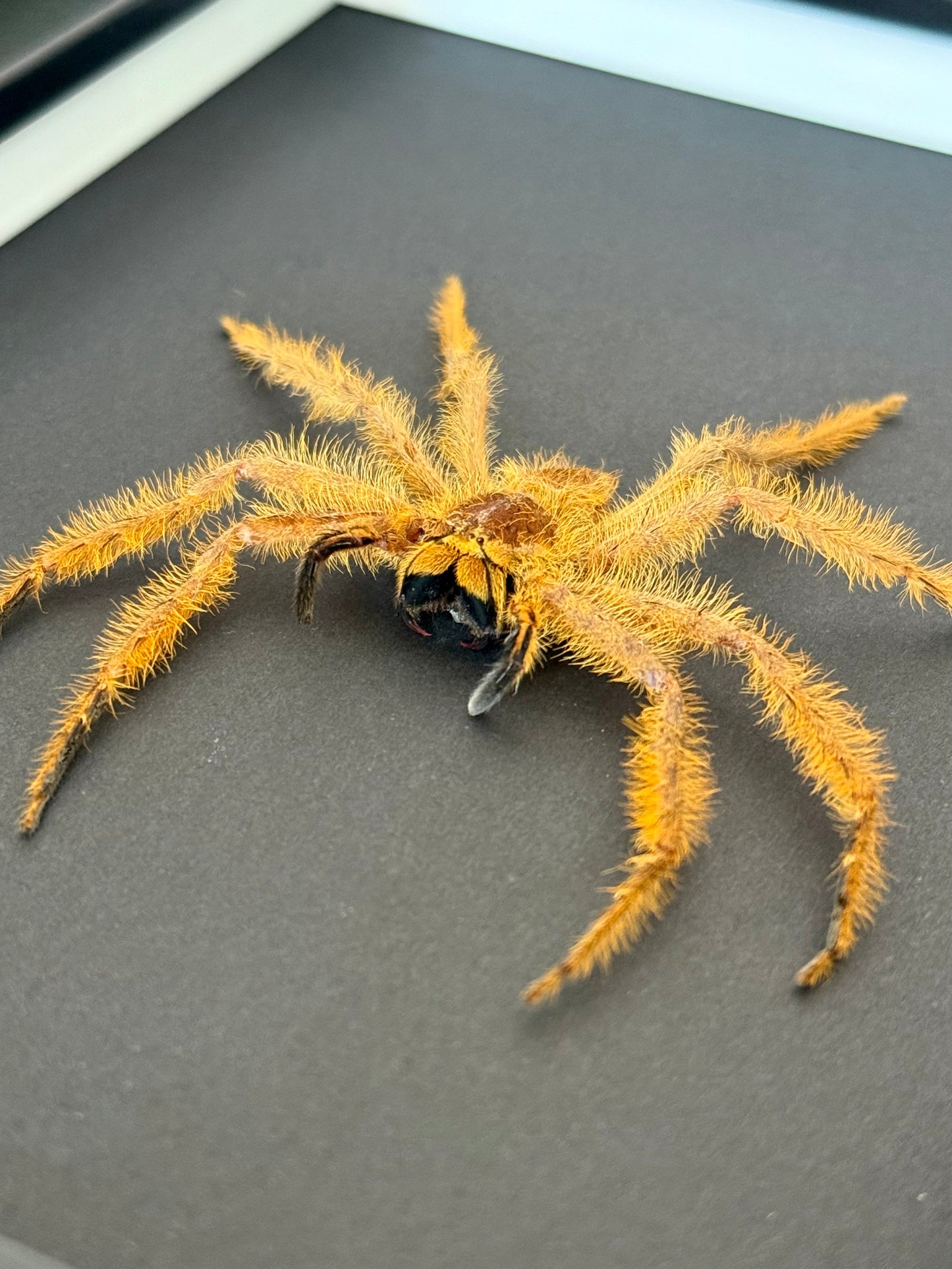 David Bowie Huntsman Spider