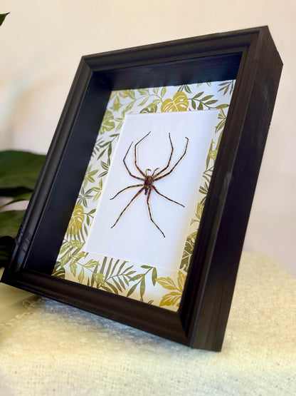 Lichen Huntsman Spider