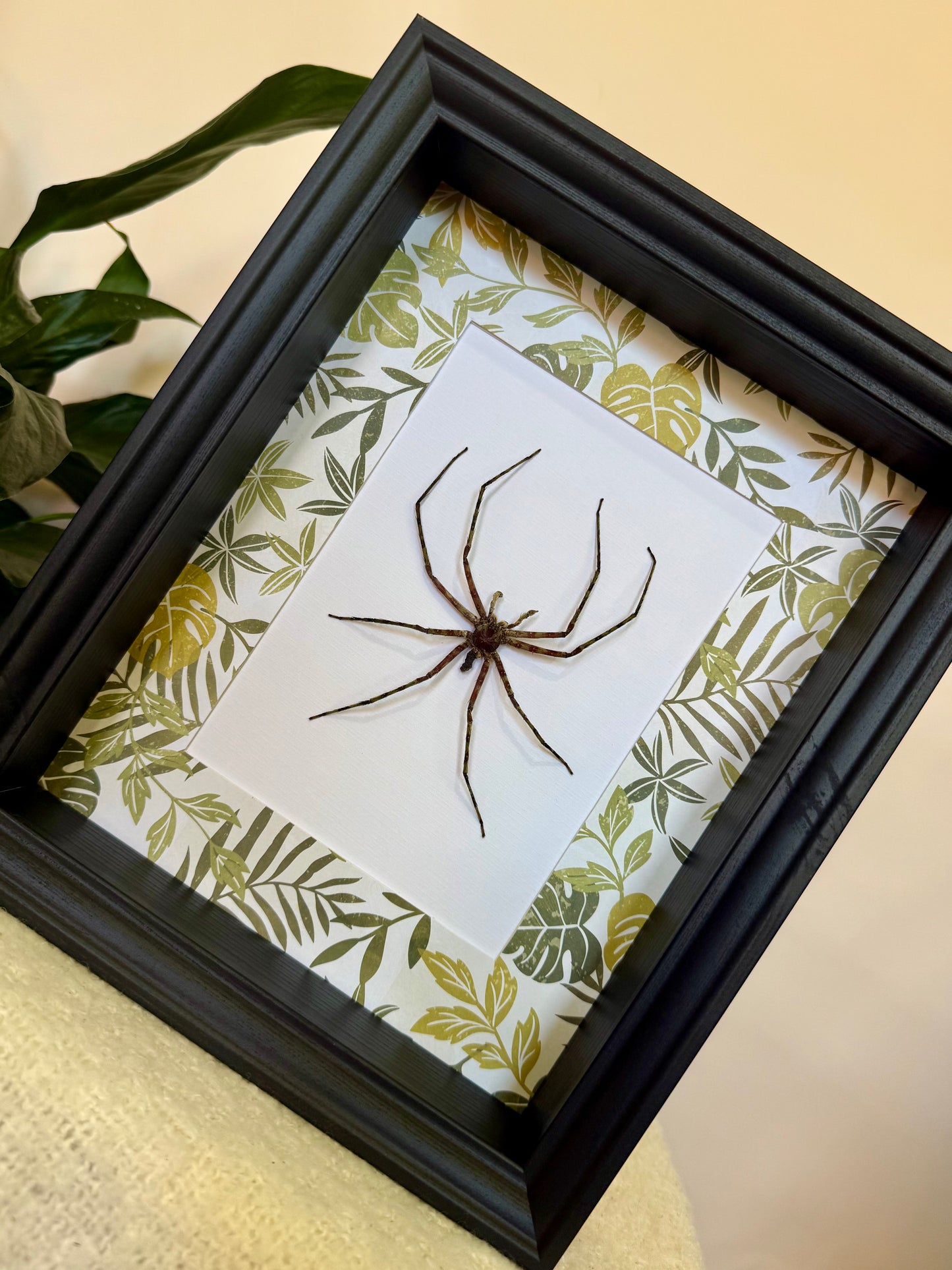 Lichen Huntsman Spider