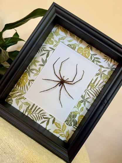 Lichen Huntsman Spider