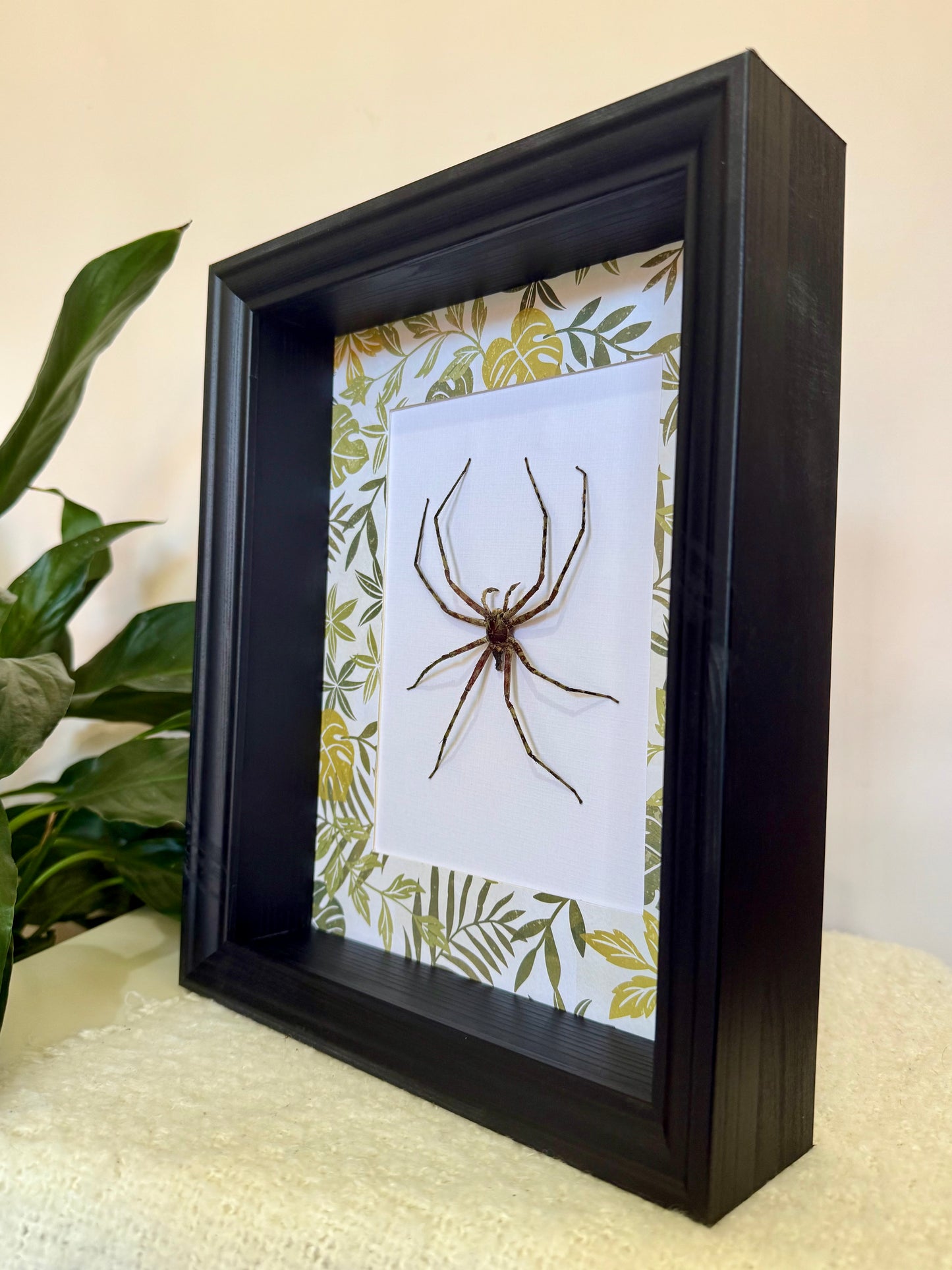 Lichen Huntsman Spider