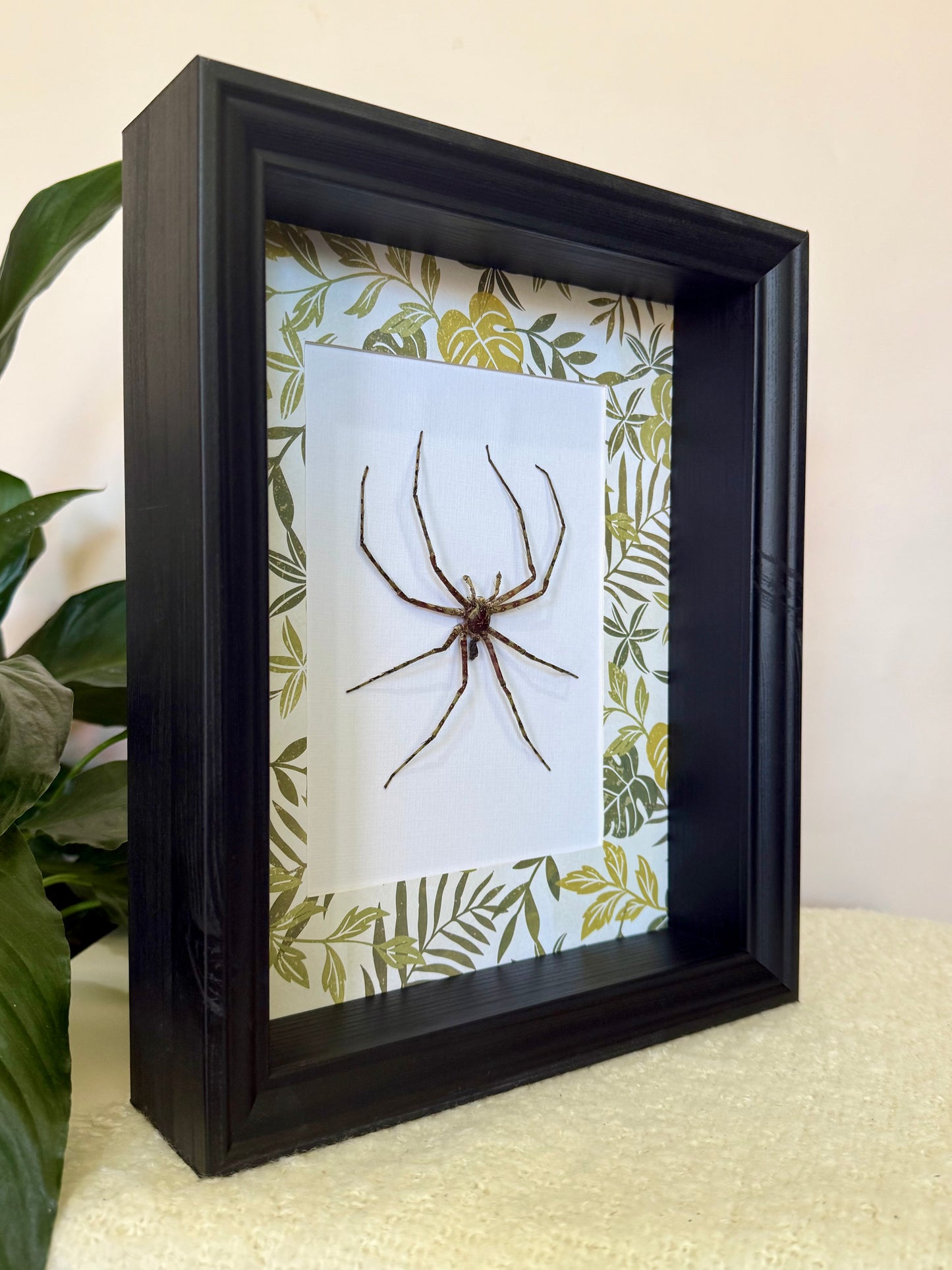 Lichen Huntsman Spider