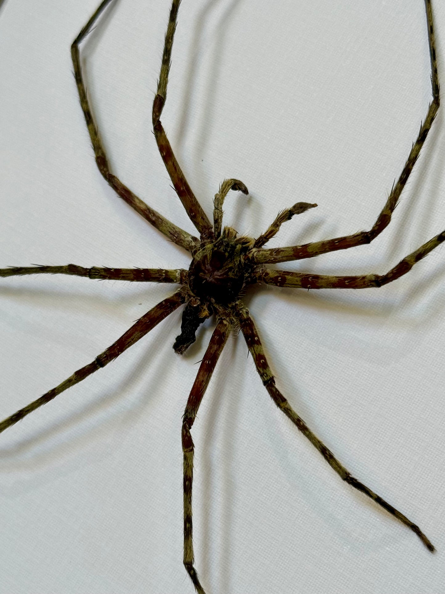 Lichen Huntsman Spider