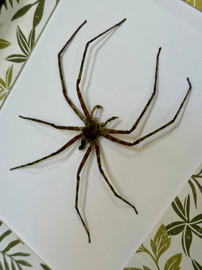 Lichen Huntsman Spider