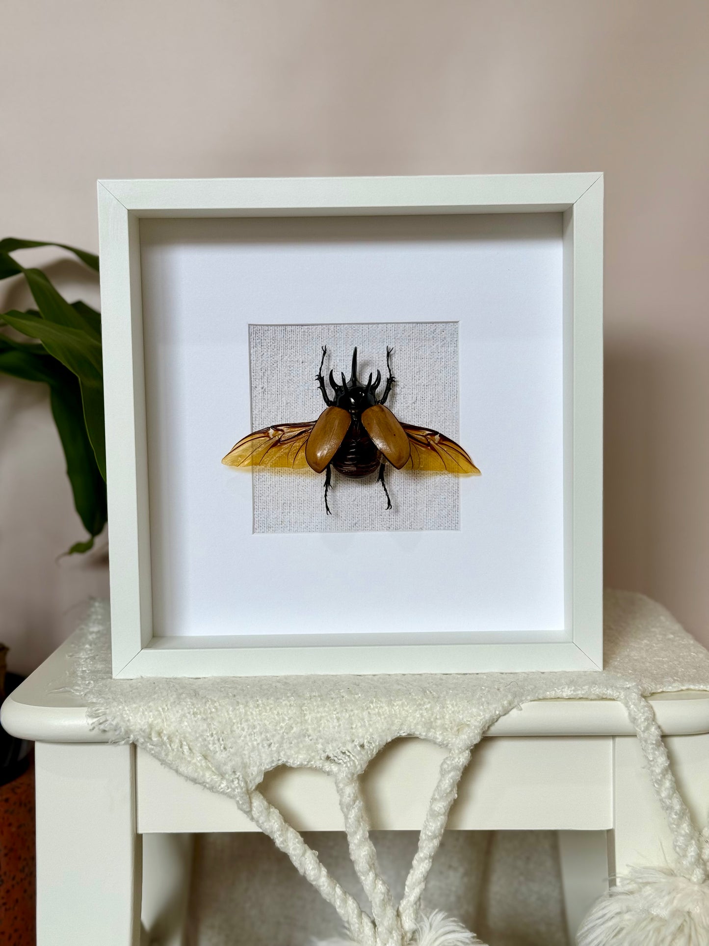 Five Horned Rhinoceros Beetle