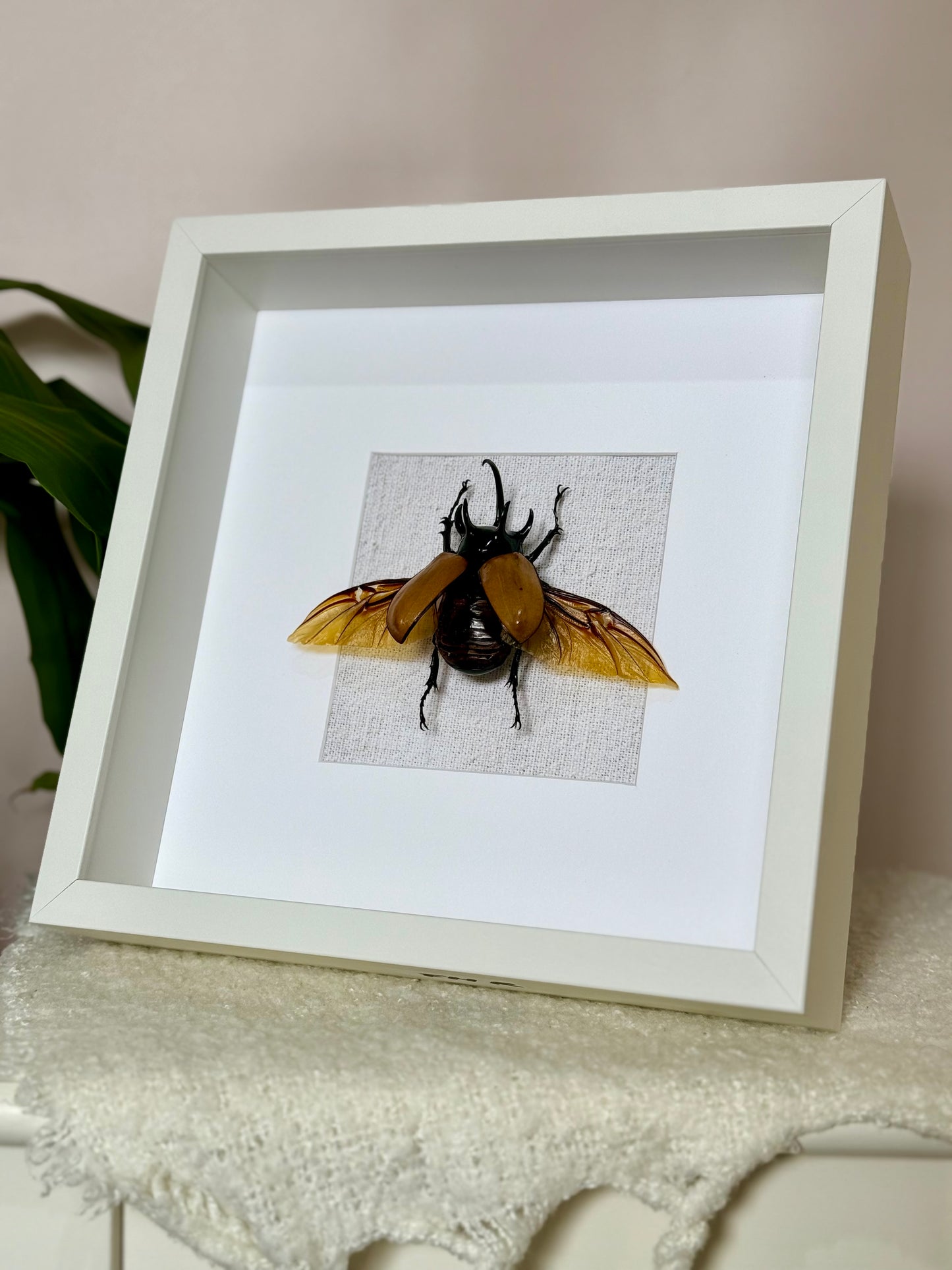 Five Horned Rhinoceros Beetle