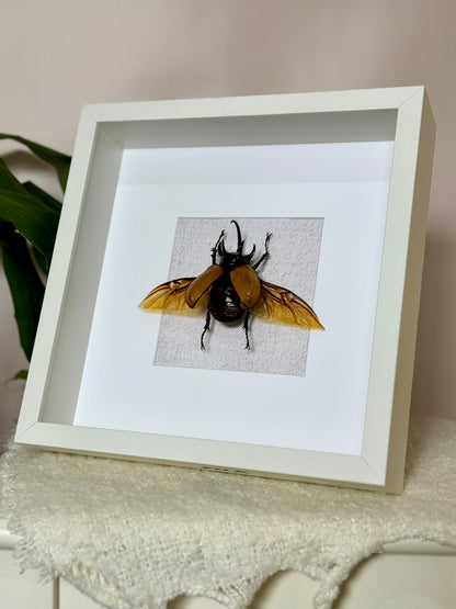 Five Horned Rhinoceros Beetle
