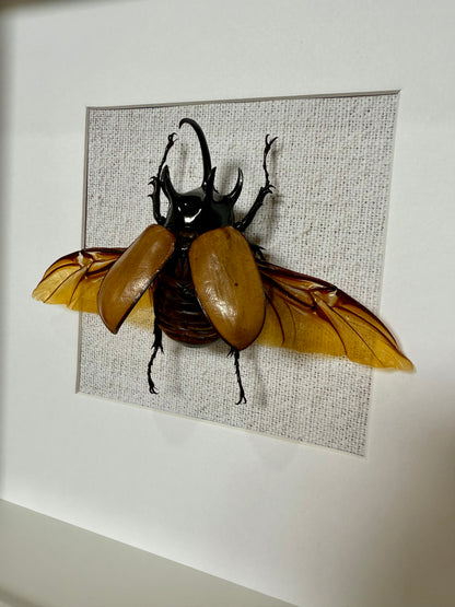 Five Horned Rhinoceros Beetle