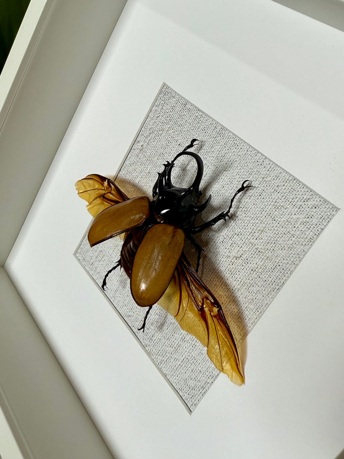Five Horned Rhinoceros Beetle