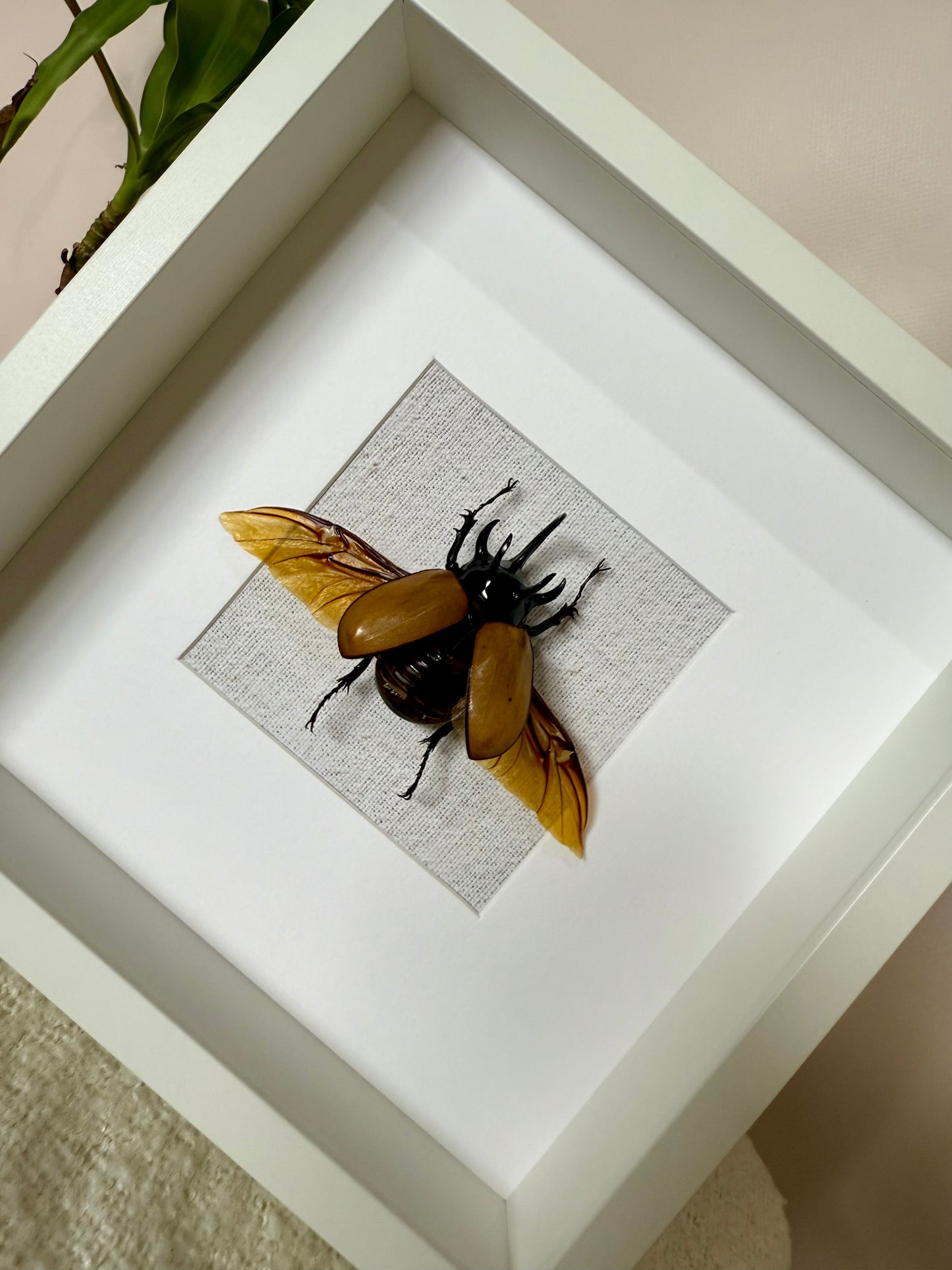 Five Horned Rhinoceros Beetle