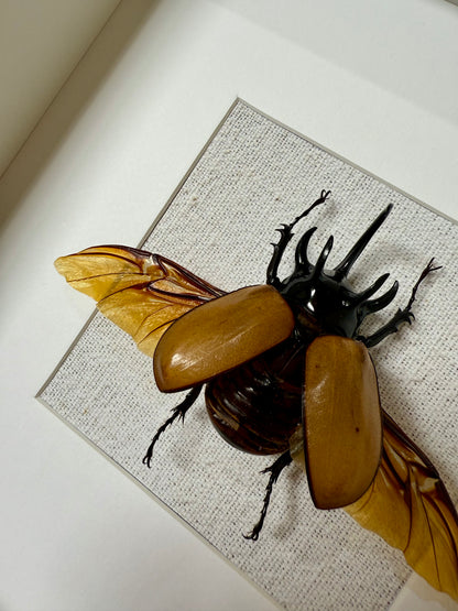 Five Horned Rhinoceros Beetle