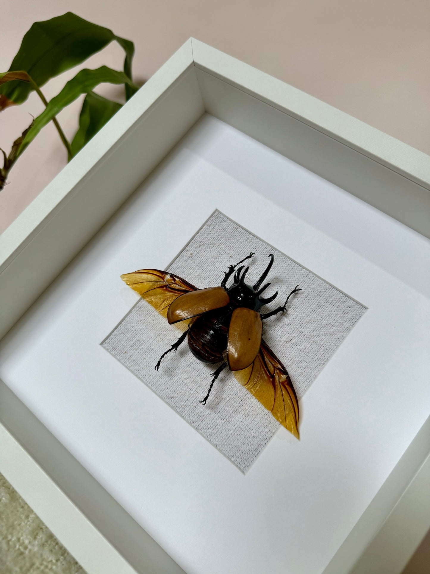 Five Horned Rhinoceros Beetle