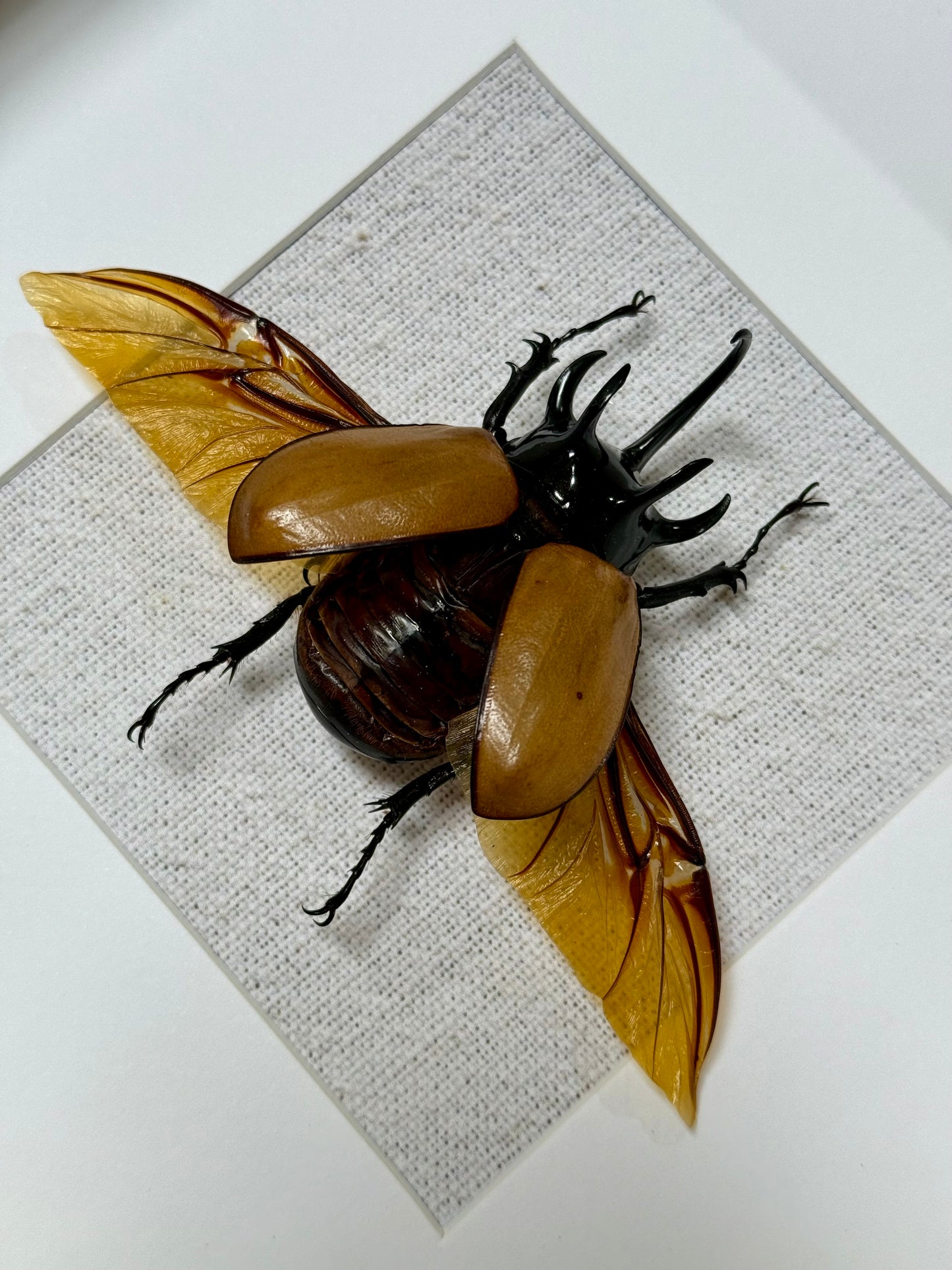 Five Horned Rhinoceros Beetle