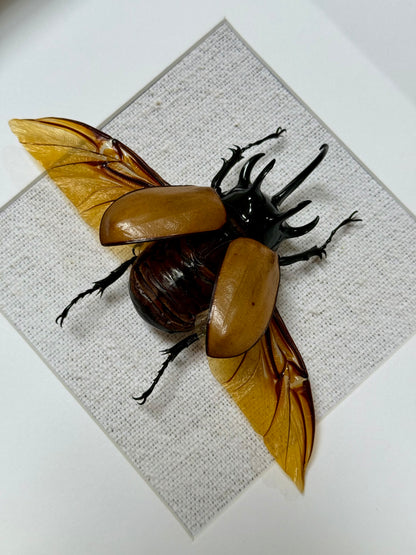 Five Horned Rhinoceros Beetle