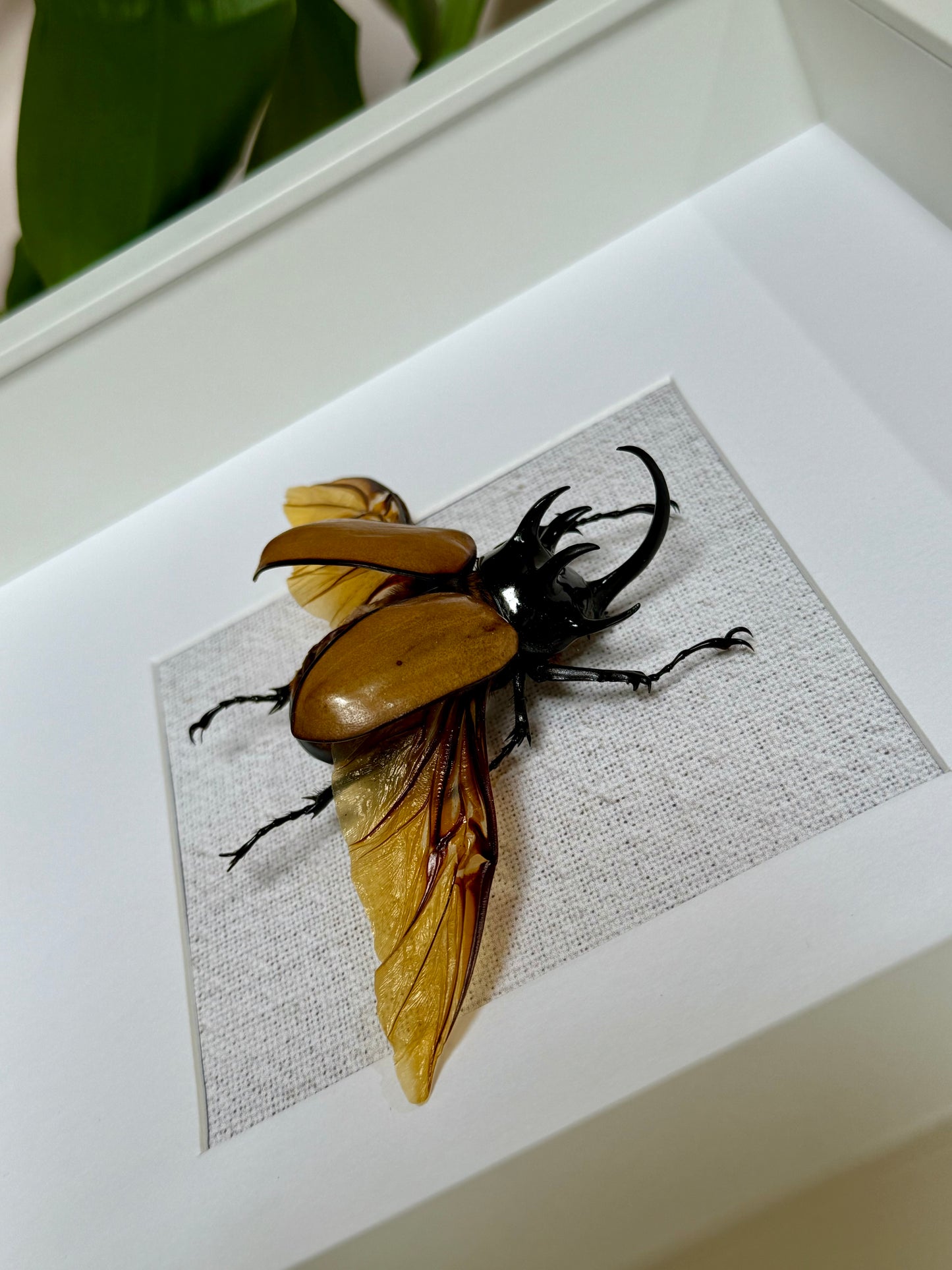 Five Horned Rhinoceros Beetle