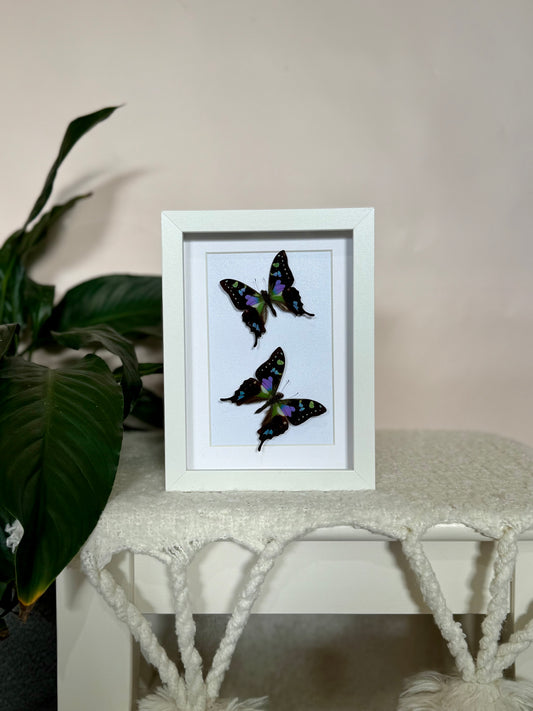Two Purple Spotted Swallowtails